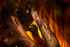 New Forest 870 with Deluxe Real logs в Новосибирске