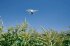 Сельскохозяйственный квадрокоптер DJI Phantom 4 мультиспектральный в Новосибирске