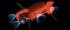 Квадрокоптер Autel Evo II Pro 6K + жесткий кейс в Новосибирске